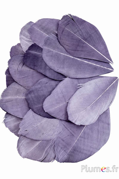 Petali in piume - 6-8 x 3-4 cm - antraciete